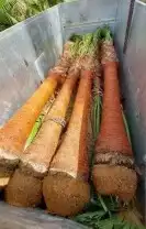 نخل واشنطن 6