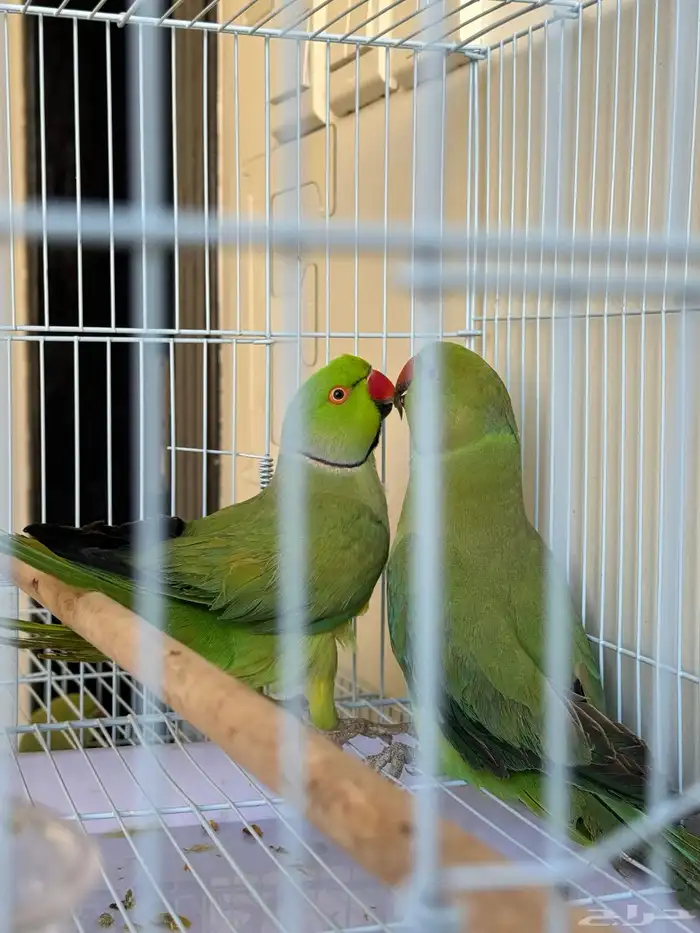 زوج ببغاء الدره 5