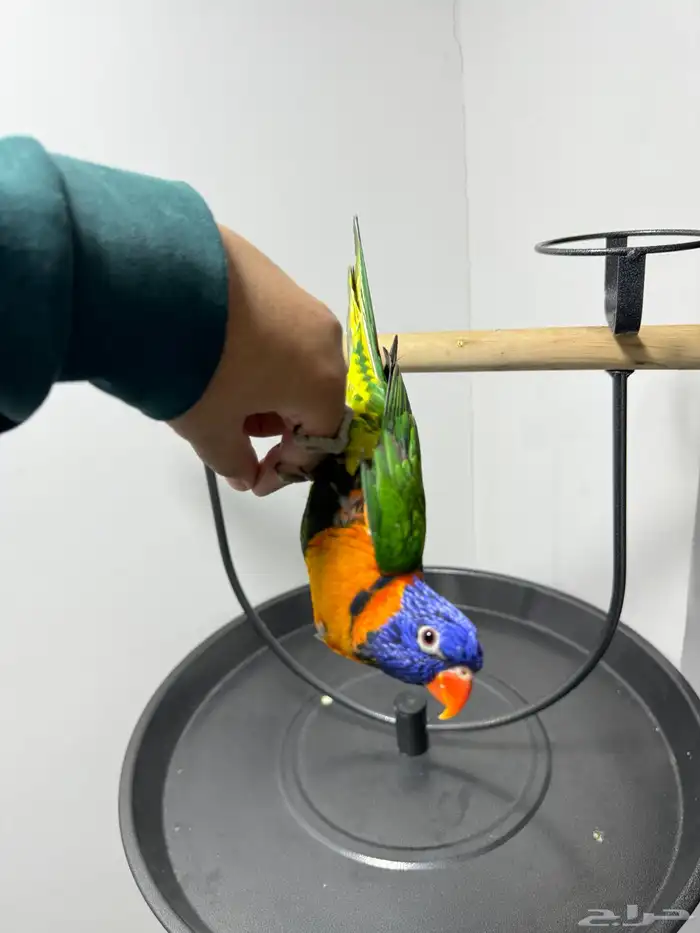 لوري اليف ومتكلم لعوب 6