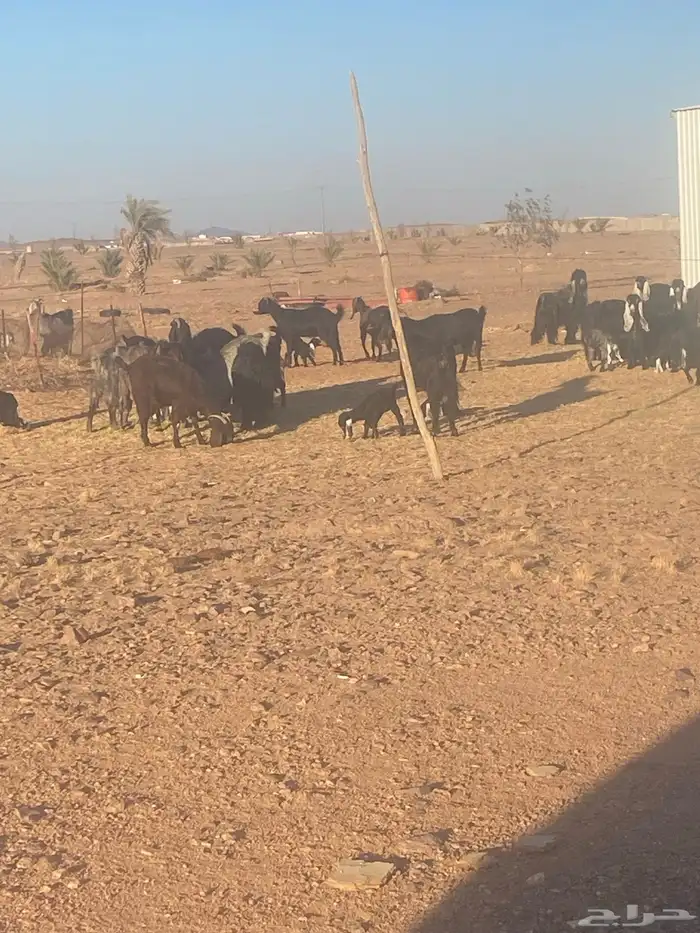 معزاء طيبات مواليد العدد 21 يتبعها 33 3