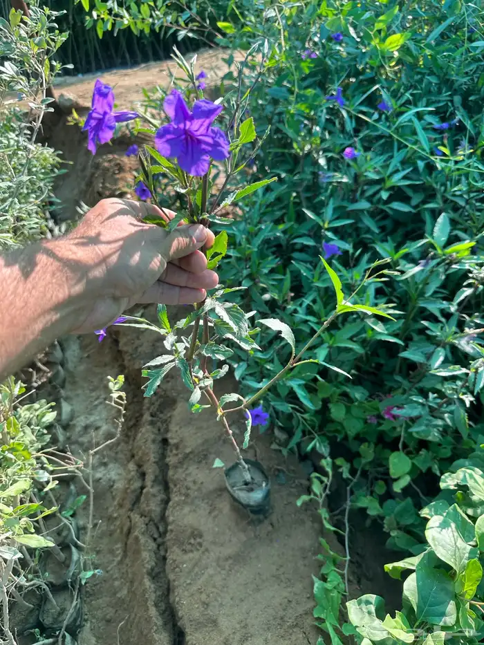 شتلات زينه ومثمره بريال ونصف فقط 12