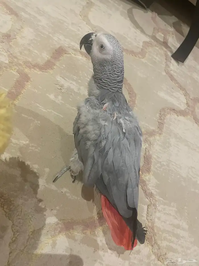 ببغاء كاسكو 0