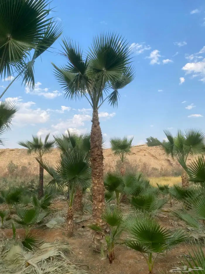نخل وشنطني زينه 0