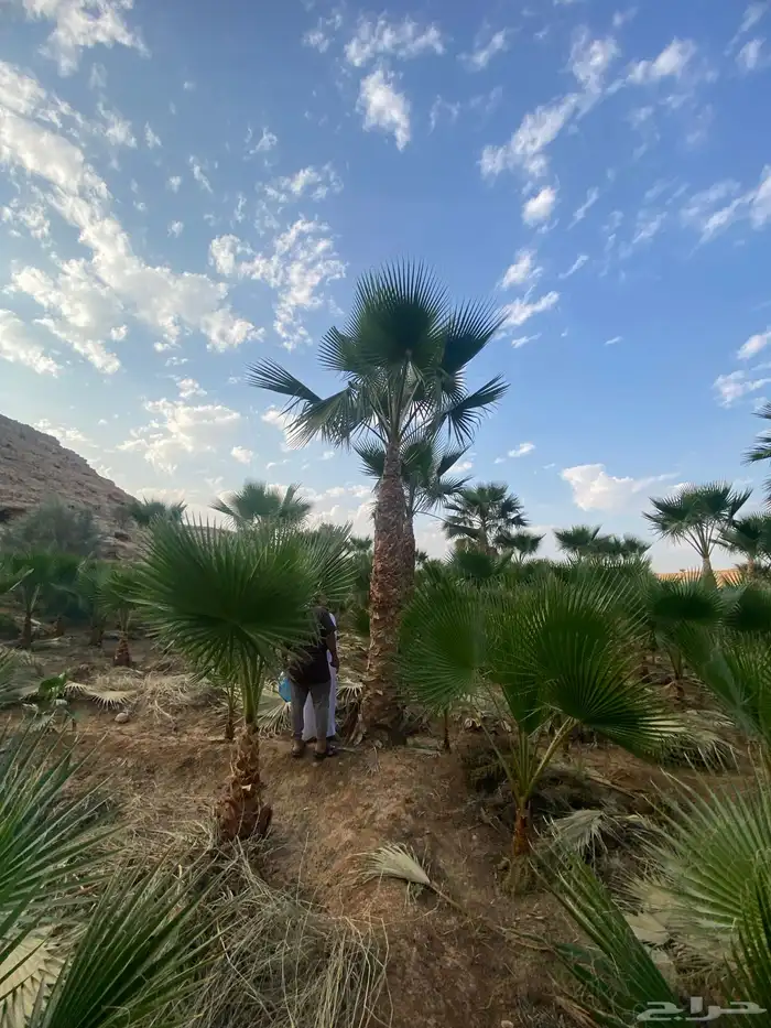نخل وشنطني زينه 1