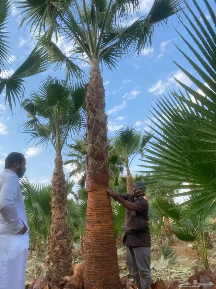 نخل وشنطني زينه 3