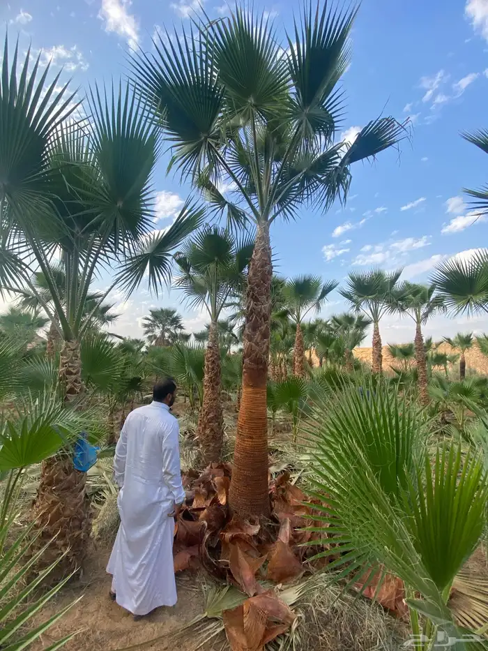 نخل وشنطني زينه 2