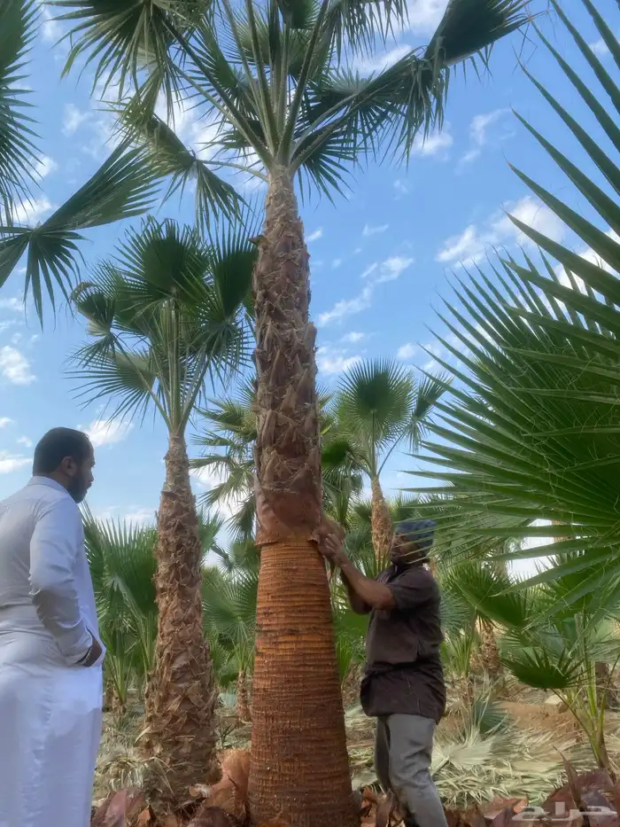 نخل وشنطني زينه 4