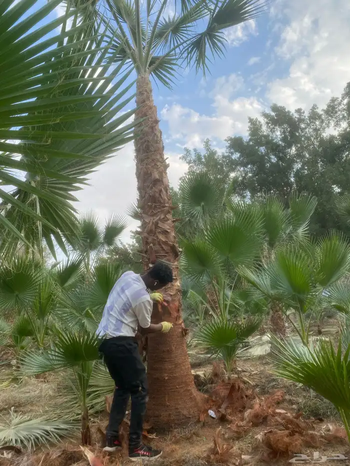 نخل وشنطني زينه 6
