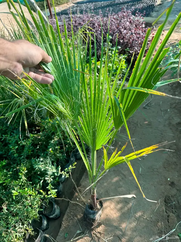 شتلات زينه ومثمره بريال ونصف فقط 11