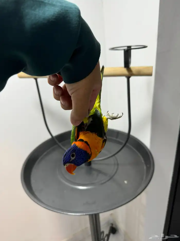 لوري اليف ومتكلم لعوب 5