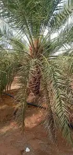 نقوم بتوريد وتركيب جميع انواع النخيل العربي ولواشنطنش وزيتون 9