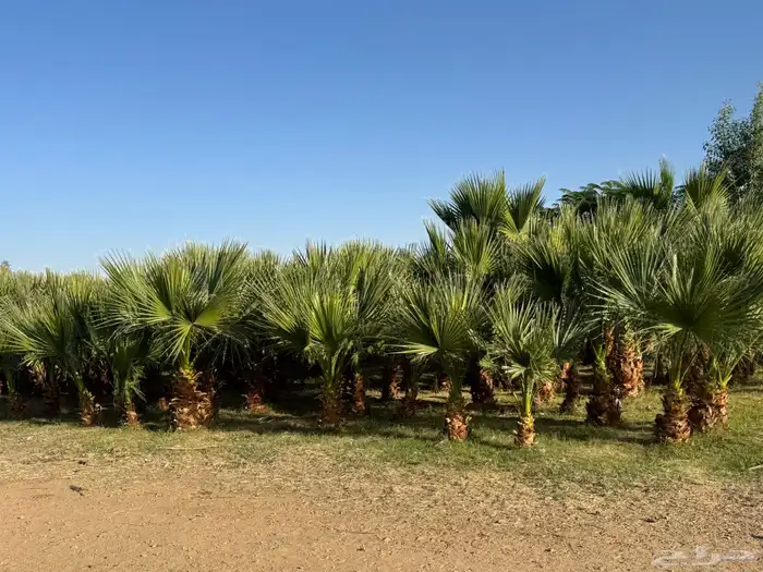 نخل واشنطن 5