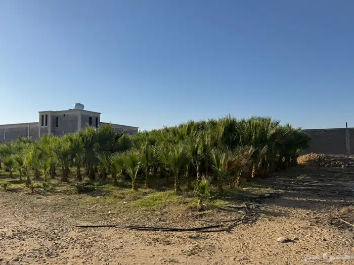 نخل واشنطن 4