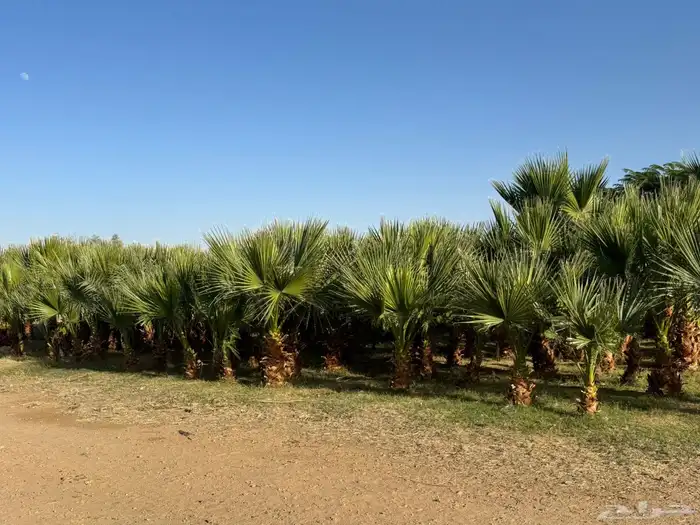 نخل واشنطن 1