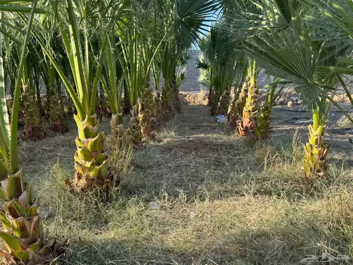 نخل واشنطن 3