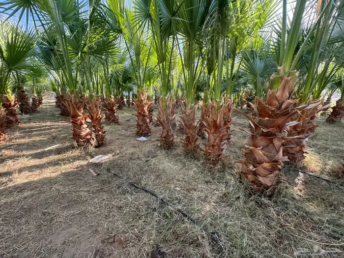 نخل واشنطن 0