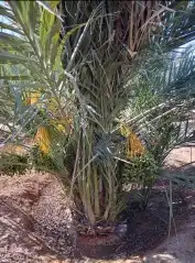 نخل مثمر للبيع توصيل لجميع المناطق 5