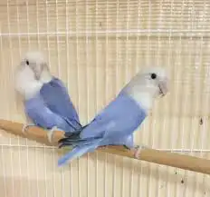 روز فايلوت ( تم البيع ) 0