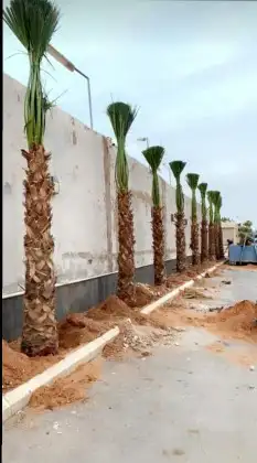 نخيل وشنطوني 2