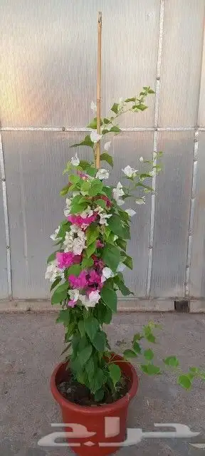 تركيب شبوك جميع المقاسات وتوريد وغرس وتنسيق الجهنميه والحدا 9