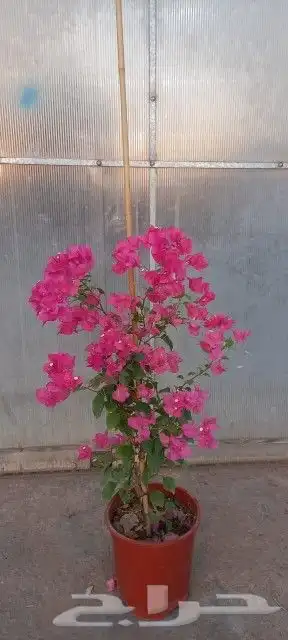 تركيب شبوك جميع المقاسات وتوريد وغرس وتنسيق الجهنميه والحدا 8