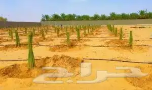 نخيل للبيع جميع الأنواع والمقاسات عربي وزينه واشنطني وتركيب 7