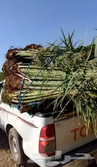 نخل للبيع مكه جده متوفره فصايل للبيع في جده نقوم بتوصيل 2