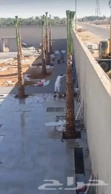 نخيل للبيع جميع الأنواع والمقاسات عربي وزينه واشنطني وتركيب 6