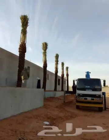 نخيل للبيع جميع الأنواع والمقاسات عربي وزينه واشنطني وتركيب 4