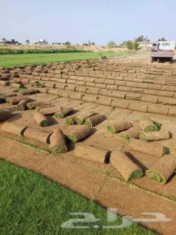 ثيل طبيعي سي الفين c2000 انجيله درجه اولى شرط 1