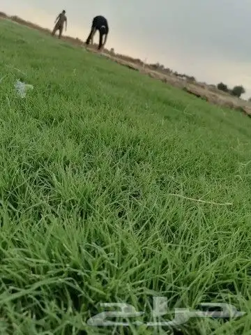 ثيل طبيعي سي الفين c2000 انجيله درجه اولى شرط 4