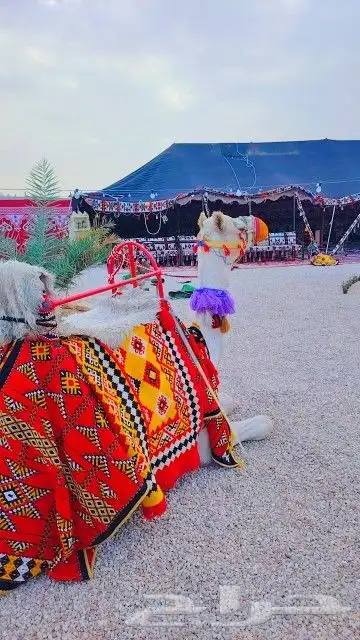 تاجر جمل رحول اجار زلول ركبي اجار ابل اجار خيل عربي صقر 3
