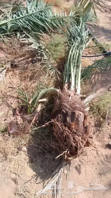 نخل للبيع 0