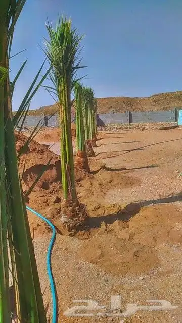 نخل للبيع مكه جده متوفره فصايل للبيع في جده نقوم بتوصيل 3