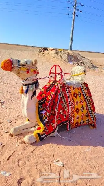 تاجر جمل رحول اجار زلول ركبي اجار ابل اجار خيل عربي صقر 2