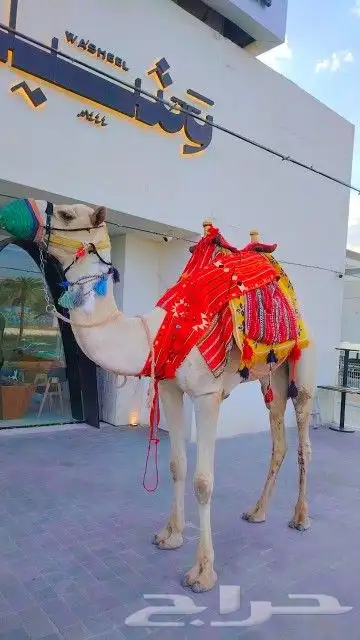 تاجر جمل رحول اجار زلول ركبي اجار ابل اجار خيل عربي صقر 4