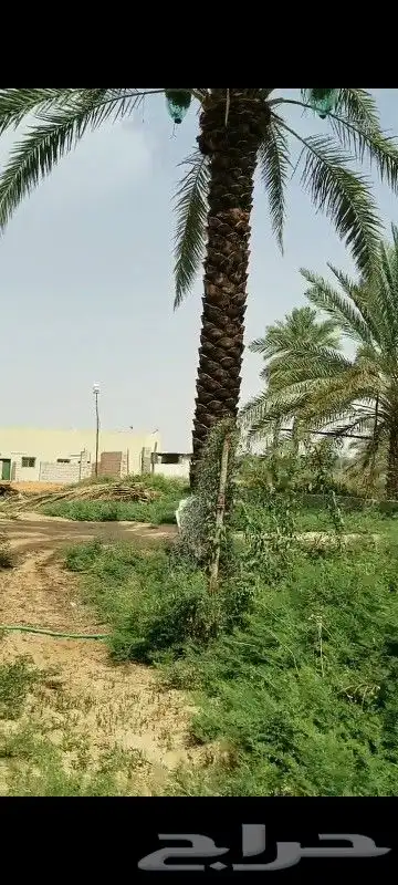 نخل اخلاص سكري خمسه متر 4