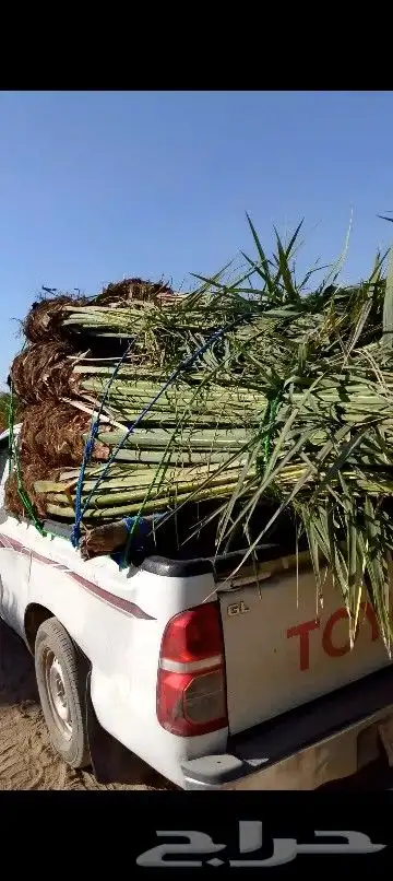 نخل للبيع مكه جده متوفره فصايل للبيع في جده نقوم بتوصيل 1