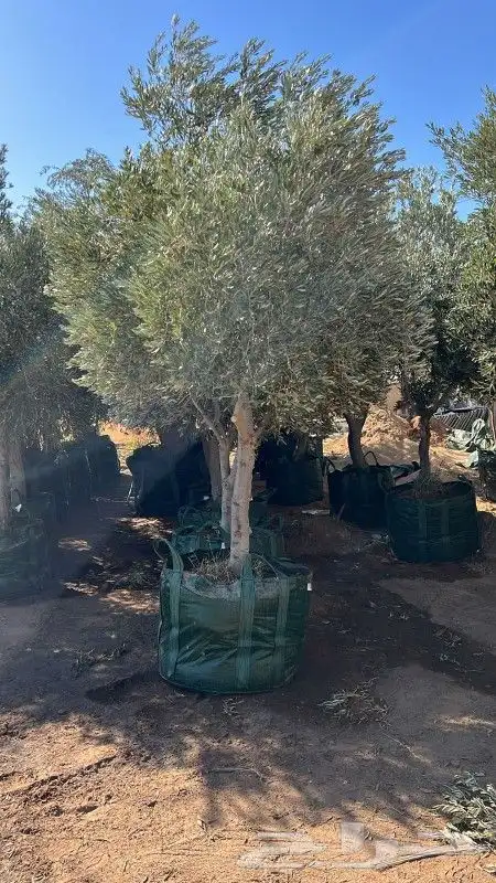 زيتون معمر مثمر ونخيل عربي واشنطني 9