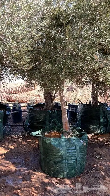 زيتون معمر مثمر ونخيل عربي واشنطني 6
