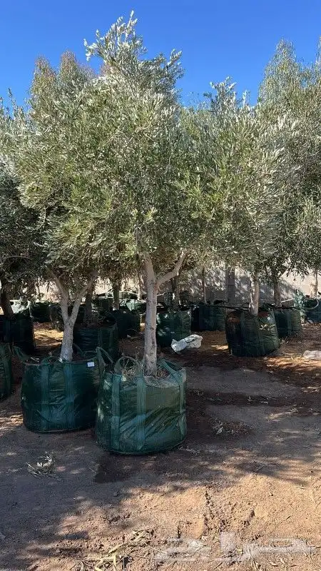 زيتون معمر مثمر ونخيل عربي واشنطني 8