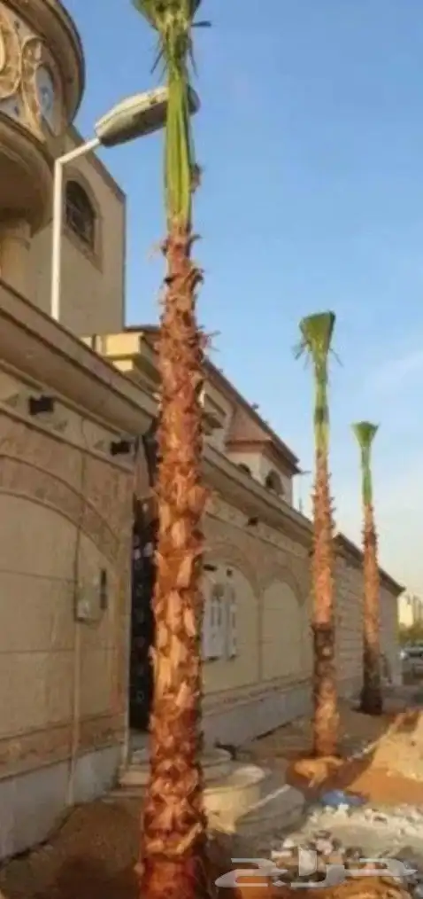 نخل واشنطن 3