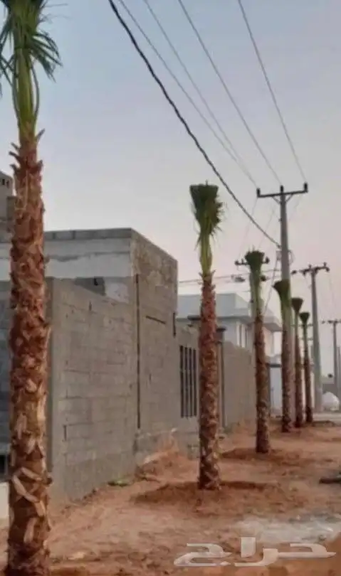 نخل واشنطن 1