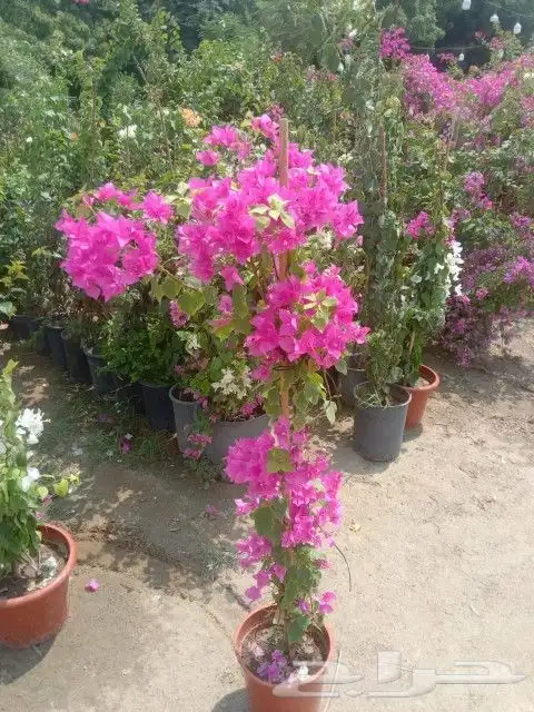 تركيب شبوك جميع المقاسات وتوريد وغرس وتنسيق الجهنميه والحدا 7