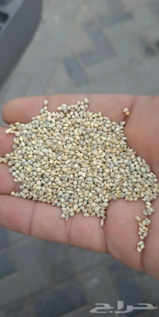 دخن يمني جبلبي ابيض عنثري 0