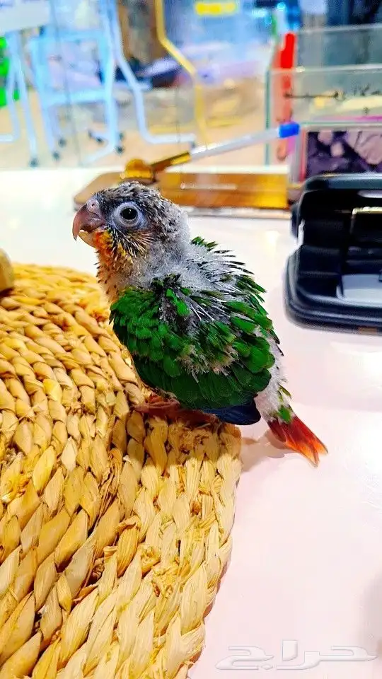 كنيورات ب 450 ريال تم البيع 4