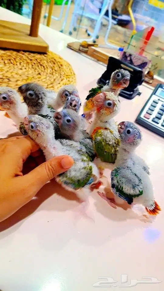 كنيورات ب 450 ريال تم البيع 18