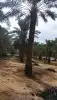 نقوم بتوريد وتركيب جميع انواع النخيل العربي ولواشنطنش وزيتون 0
