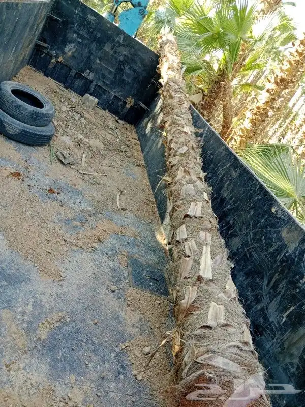 نخيل وشنطوني 3