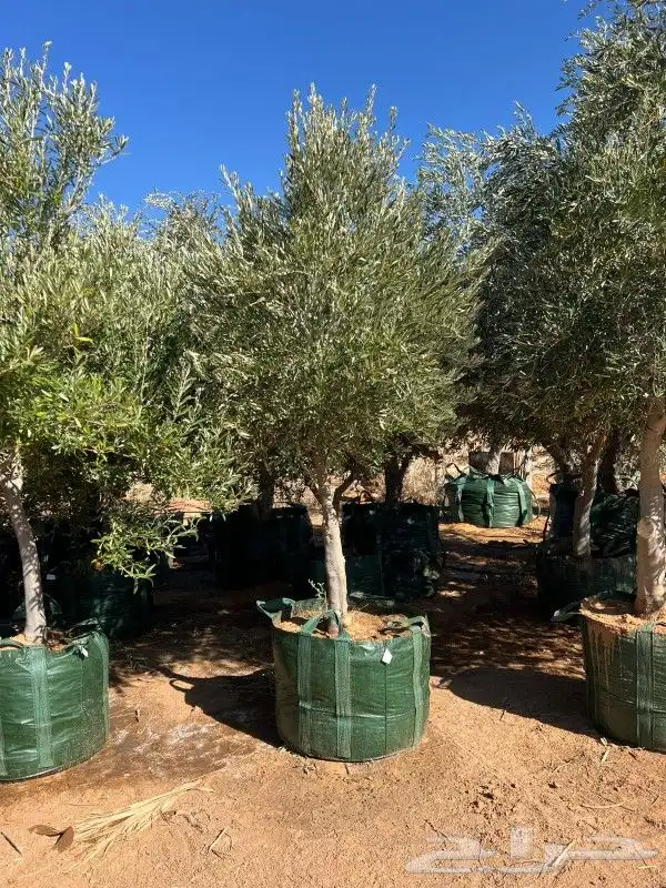 زيتون معمر مثمر ونخيل عربي واشنطني 1